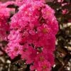 Twilight Magic Crape Myrtle - 3 Gallon Pot -Outlet Drip Mingle Store crape myrtle twilight magic 1