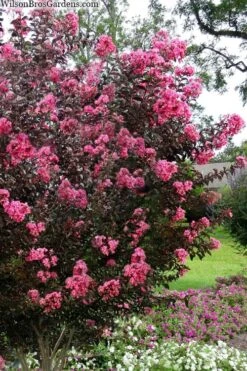 Twilight Magic Crape Myrtle - 3 Gallon Pot -Outlet Drip Mingle Store crape myrtle twilight magic 2
