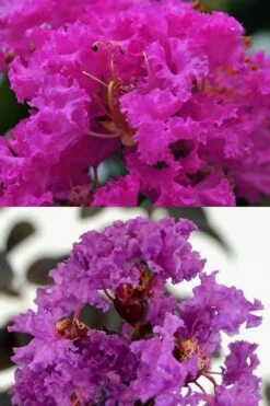 Twilight Purple Crape Myrtle - 7 Gallon Pot (5-6') -Outlet Drip Mingle Store crape myrtle twilight purple 22 2