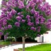 Twilight Purple Crape Myrtle (Single Trunk Tree) - 3 Gallon Pot -Outlet Drip Mingle Store crape myrtle twilight purple single trunk 1