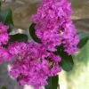 Zuni Purple Crape Myrtle - 6 Pack 1 Gallon Pots -Outlet Drip Mingle Store crape myrtle zuni 3 1