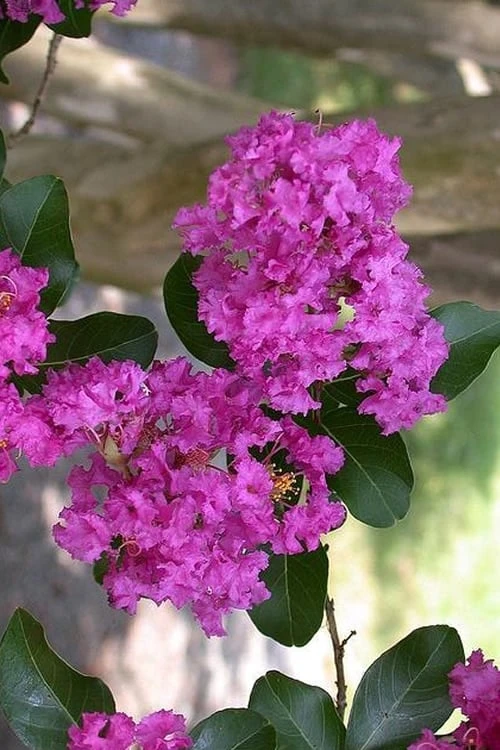 Zuni Purple Crape Myrtle - 1 Gallon Pot 3 Zuni Purple Crape Myrtle - 1 Gallon Pot
