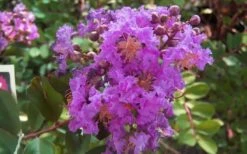 Early Bird Purple Crape Myrtle - 2 Gallon Pot 11 Early Bird Purple Crape Myrtle - 2 Gallon Pot -Outlet Drip Mingle Store crapemyrtleearlybirdpurple