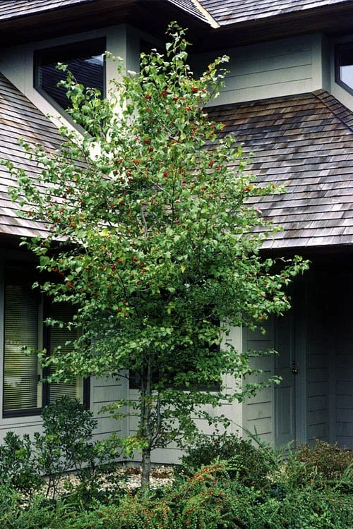 Washington Hawthorn (Crataegus Phaenopyrum) - 1 Gallon Pot 7 Washington Hawthorn (Crataegus Phaenopyrum) - 1 Gallon Pot - Image 5
