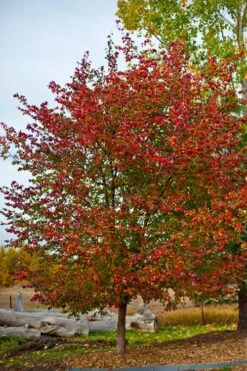 Washington Hawthorn (Crataegus Phaenopyrum) - 1 Gallon Pot 17 Washington Hawthorn (Crataegus Phaenopyrum) - 1 Gallon Pot -Outlet Drip Mingle Store crataegus phaenopyrum washington hawthorne 3