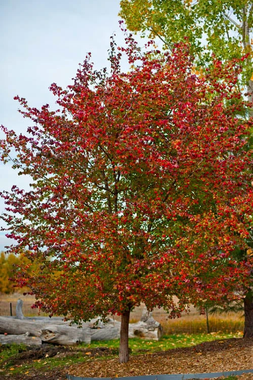 Washington Hawthorn (Crataegus Phaenopyrum) - 1 Gallon Pot 8 Washington Hawthorn (Crataegus Phaenopyrum) - 1 Gallon Pot - Image 6