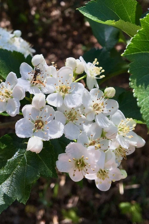 Washington Hawthorn (Crataegus Phaenopyrum) - 1 Gallon Pot 11 Washington Hawthorn (Crataegus Phaenopyrum) - 1 Gallon Pot - Image 9