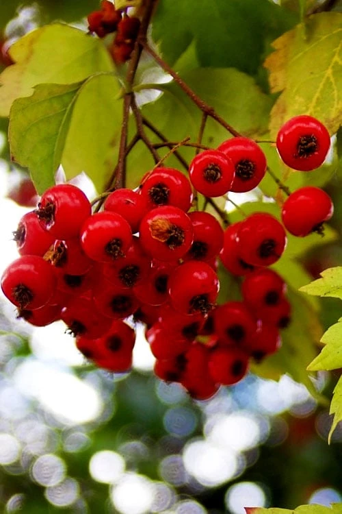 Washington Hawthorn (Crataegus Phaenopyrum) - 1 Gallon Pot 12 Washington Hawthorn (Crataegus Phaenopyrum) - 1 Gallon Pot - Image 10