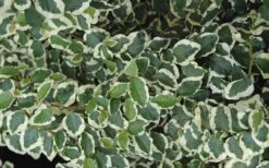 Variegated Creeping Fig - Ficus Pumila 'Variegata' - 6 Pack Of Pint Pots -Outlet Drip Mingle Store creeping fig ficus pumila variegata 50 1