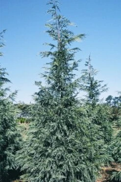 Naylor's Blue Leyland Cypress - 3 Gallon Pot -Outlet Drip Mingle Store cupressocyparis leylandii naylors blue leyland cypress 1