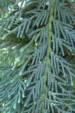 Naylor's Blue Leyland Cypress - 3 Gallon Pot -Outlet Drip Mingle Store cupressocyparis leylandii naylors blue leyland cypress 3