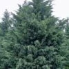 Naylor's Blue Leyland Cypress - 3 Gallon Pot -Outlet Drip Mingle Store cupressocyparis leylandii naylors blue leyland cypress 4