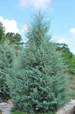 Carolina Sapphire Arizona Cypress - 7 Gallon Pot (5-6') -Outlet Drip Mingle Store cupressus arizonica arizona carolina sapphire cypress 1 3