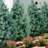 Carolina Sapphire Arizona Cypress - 7 Gallon Pot (5-6') -Outlet Drip Mingle Store cupressus arizonica arizona carolina sapphire cypress 101 3