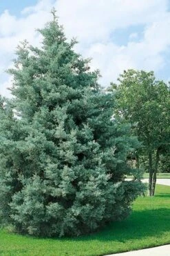 Carolina Sapphire Arizona Cypress - 1 Gallon Pot -Outlet Drip Mingle Store cupressus arizonica arizona carolina sapphire cypress 102 1