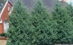 Carolina Sapphire Arizona Cypress - 7 Gallon Pot (5-6') -Outlet Drip Mingle Store cupressus arizonica arizona carolina sapphire cypress 103 3