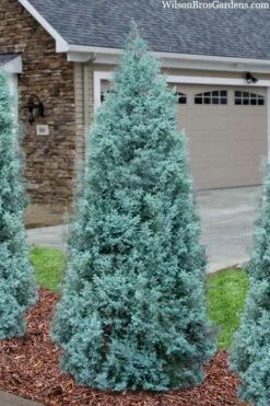 Blue Ice Arizona Cypress - 7 Gallon Pot (5-6') 12 Blue Ice Arizona Cypress - 7 Gallon Pot (5-6') -Outlet Drip Mingle Store cupressus arizonica blue ice cypress 101