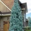 Blue Ice Arizona Cypress - 3 Gallon Pot -Outlet Drip Mingle Store cupressus arizonica blue ice cypress 104 1