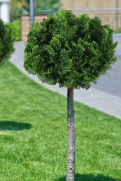 Dwarf Hinoki Cypress Topiary Tree (Standard) - Chamaecyparis Obtusa 'Nana Gracilis' - 1 Gallon Pot -Outlet Drip Mingle Store cypress dwarf hinoki stand topiary tree form 1