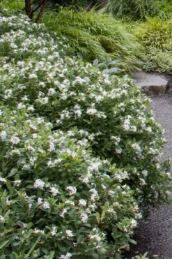 Jim's Pride White Summer Daphne - Daphne X Transatlantica - 2 Gallon Pot 12 Jim's Pride White Summer Daphne - Daphne X Transatlantica - 2 Gallon Pot -Outlet Drip Mingle Store daphne jims pride 1 2