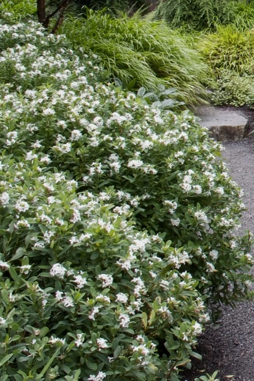Jim's Pride White Summer Daphne - Daphne X Transatlantica - 3 Gallon Pot 7 Jim's Pride White Summer Daphne - Daphne X Transatlantica - 3 Gallon Pot - Image 5
