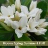 Jim's Pride White Summer Daphne - Daphne X Transatlantica - 2 Gallon Pot 2 Jim's Pride White Summer Daphne - Daphne X Transatlantica - 2 Gallon Pot -Outlet Drip Mingle Store daphne jims pride 15 2