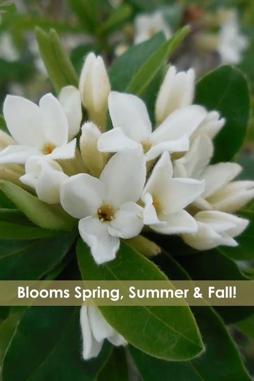 Jim's Pride White Summer Daphne - Daphne X Transatlantica - 3 Gallon Pot 3 Jim's Pride White Summer Daphne - Daphne X Transatlantica - 3 Gallon Pot