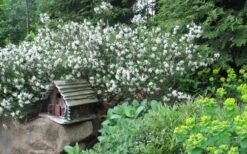 Jim's Pride White Summer Daphne - Daphne X Transatlantica - 2 Gallon Pot 11 Jim's Pride White Summer Daphne - Daphne X Transatlantica - 2 Gallon Pot -Outlet Drip Mingle Store daphne jims pride 3 2