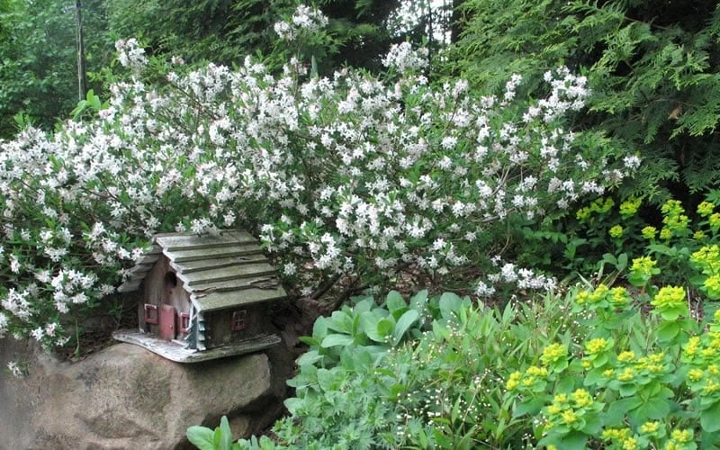 Jim's Pride White Summer Daphne - Daphne X Transatlantica - 3 Gallon Pot 6 Jim's Pride White Summer Daphne - Daphne X Transatlantica - 3 Gallon Pot - Image 4