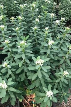 Jim's Pride White Summer Daphne - Daphne X Transatlantica - 2 Gallon Pot 13 Jim's Pride White Summer Daphne - Daphne X Transatlantica - 2 Gallon Pot -Outlet Drip Mingle Store daphne jims pride 7 2