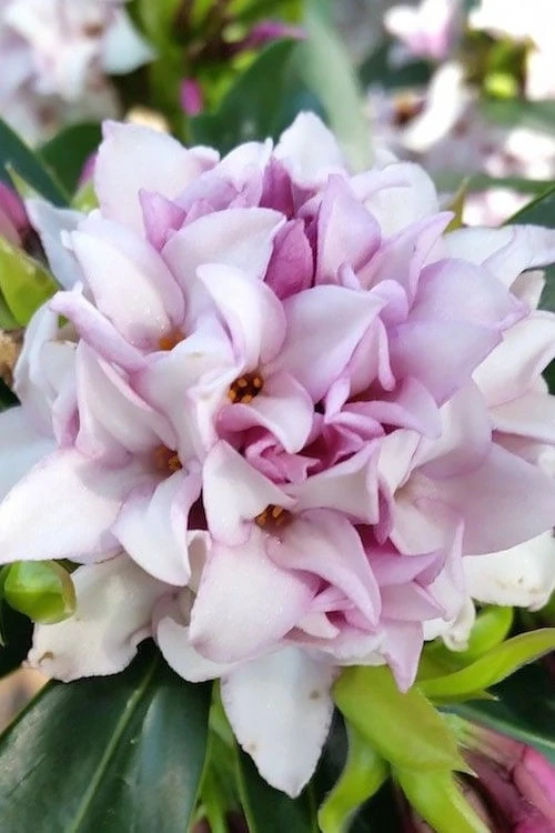 Pink Perfume Princess Winter Daphne - 3 Gallon Pot 8 Pink Perfume Princess Winter Daphne - 3 Gallon Pot - Image 6