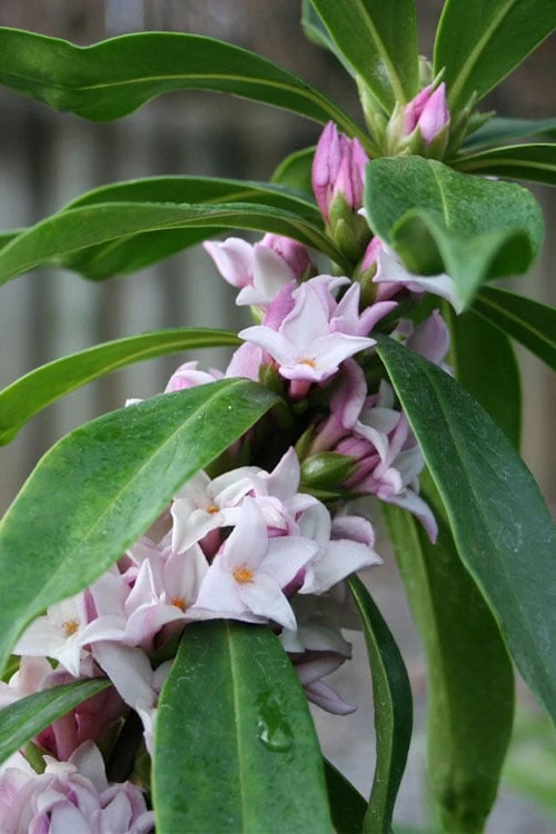 Pink Perfume Princess Winter Daphne - 3 Gallon Pot 13 Pink Perfume Princess Winter Daphne - 3 Gallon Pot - Image 11