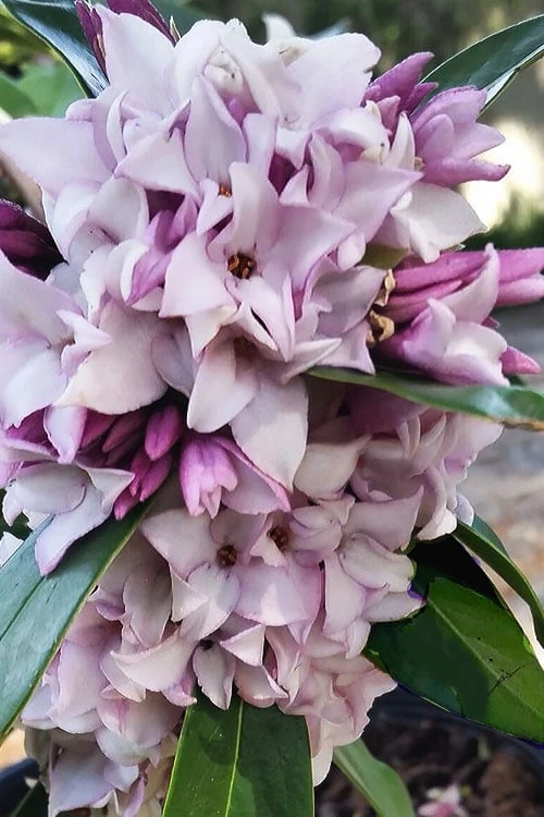 Pink Perfume Princess Winter Daphne - 3 Gallon Pot 6 Pink Perfume Princess Winter Daphne - 3 Gallon Pot - Image 4