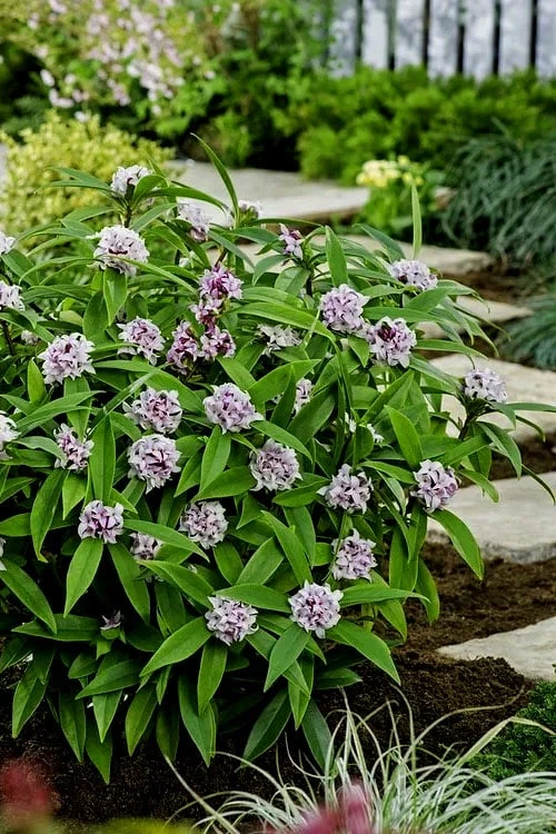 Pink Perfume Princess Winter Daphne - 3 Gallon Pot 10 Pink Perfume Princess Winter Daphne - 3 Gallon Pot - Image 8