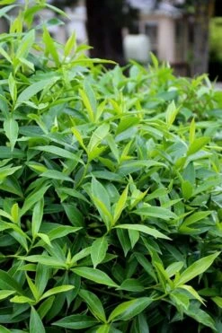 Pink Perfume Princess Winter Daphne - 2 Gallon Pot -Outlet Drip Mingle Store daphne perfume princess 8