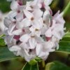 Splash Variegated Summer Daphne - 1 Gallon Pot 2 Splash Variegated Summer Daphne - 1 Gallon Pot -Outlet Drip Mingle Store daphne splash variegated summer daphne 8