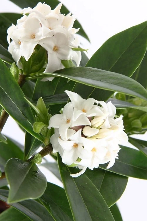 White Perfume Princess Winter Daphne - 3 Gallon Pot 6 White Perfume Princess Winter Daphne - 3 Gallon Pot - Image 4