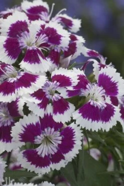 Barbarini 'Purple Picotee' Sweet William (Dianthus) - 5 Pack Of Quart Pots -Outlet Drip Mingle Store dianthus barbatus purple picotee sweet williams 1