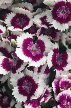 Barbarini 'Purple Picotee' Sweet William (Dianthus) - 5 Pack Of Quart Pots -Outlet Drip Mingle Store dianthus barbatus purple picotee sweet williams 2