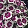 Barbarini 'Purple Picotee' Sweet William (Dianthus) - 5 Pack Of Quart Pots -Outlet Drip Mingle Store dianthus barbatus purple picotee sweet williams 3