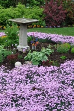 Bath's Pink Dianthus - 5 Pack Of Quart Pots -Outlet Drip Mingle Store dianthus baths pink 102