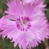 Bath's Pink Dianthus - 5 Pack Of Quart Pots -Outlet Drip Mingle Store dianthus baths pink 103