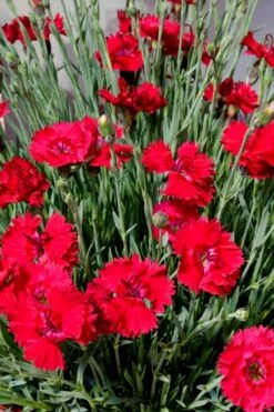 Fire Star Dianthus (Carnation) - 10 Pack Of Quart Pots 11 Fire Star Dianthus (Carnation) - 10 Pack Of Quart Pots -Outlet Drip Mingle Store dianthus fire star 2