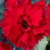 Fire Star Dianthus (Carnation) - 1 Gallon Pot 1 Fire Star Dianthus (Carnation) - 1 Gallon Pot -Outlet Drip Mingle Store dianthus fire star cottage pinks 100 1