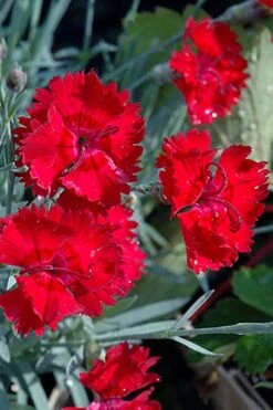 Fire Star Dianthus (Carnation) - 10 Pack Of Quart Pots 10 Fire Star Dianthus (Carnation) - 10 Pack Of Quart Pots -Outlet Drip Mingle Store dianthus fire star cottage pinks 101