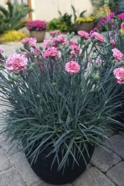 Pinball Wizard Dianthus - 1 Gallon Pot 17 Pinball Wizard Dianthus - 1 Gallon Pot -Outlet Drip Mingle Store dianthus pinball wizard 10 1