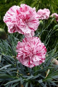 Pinball Wizard Dianthus - 1 Gallon Pot 16 Pinball Wizard Dianthus - 1 Gallon Pot -Outlet Drip Mingle Store dianthus pinball wizard 4 1