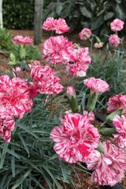 Pinball Wizard Dianthus - 1 Gallon Pot 15 Pinball Wizard Dianthus - 1 Gallon Pot -Outlet Drip Mingle Store dianthus pinball wizard 5 1