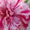 Pinball Wizard Dianthus - 1 Gallon Pot -Outlet Drip Mingle Store dianthus pinball wizard 6 1
