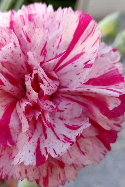 Pinball Wizard Dianthus - 1 Gallon Pot 3 Pinball Wizard Dianthus - 1 Gallon Pot